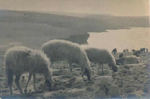 Open original Digital object